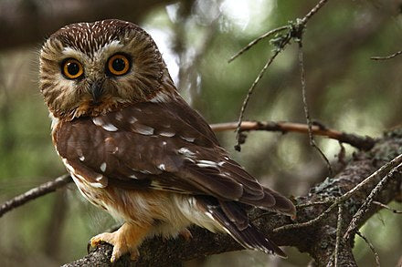 HAVE A HOOT!
