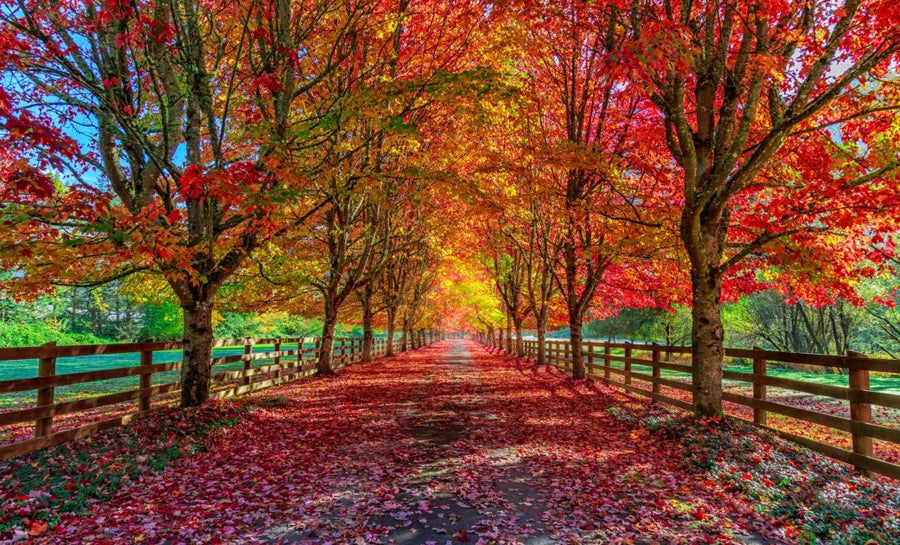 FALL IS HERE! GOODBYE SUMMER!