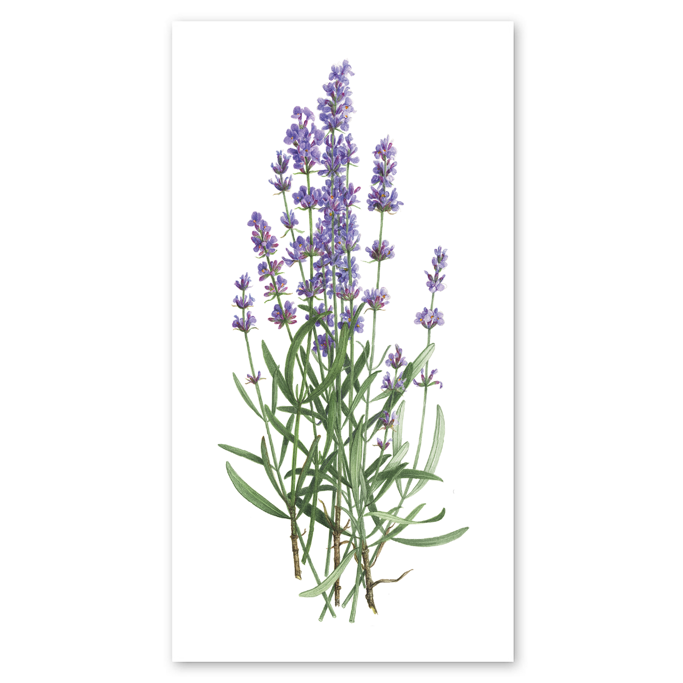 LAVENDER BUNCH STICKER