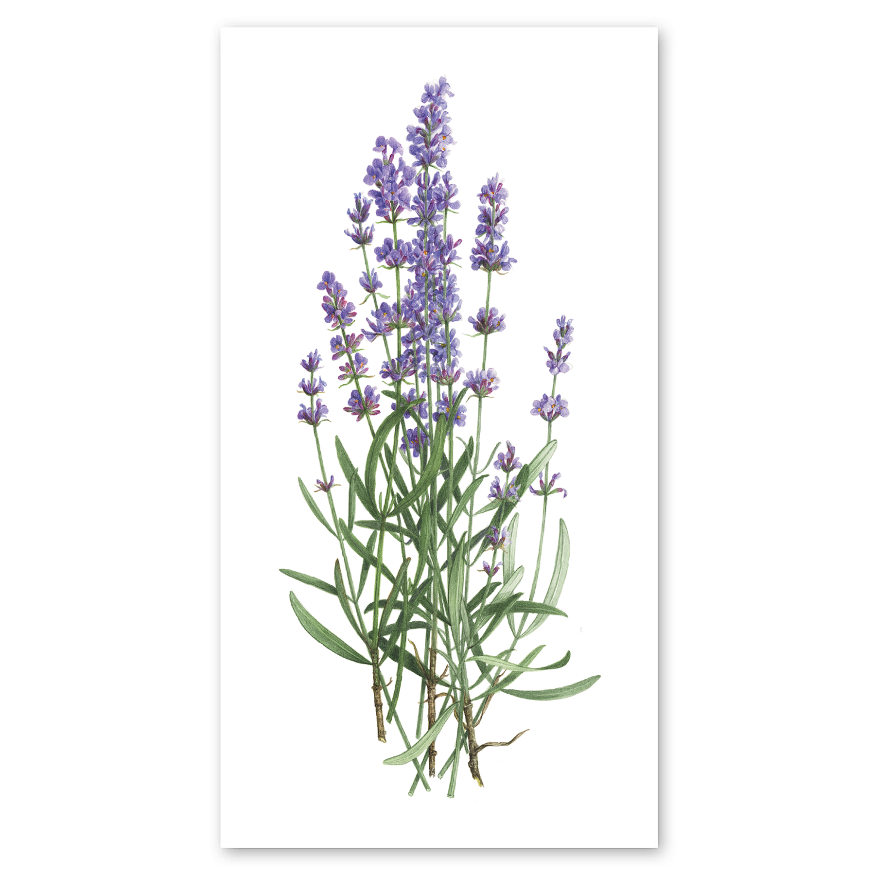 LAVENDER BUNCH STICKER