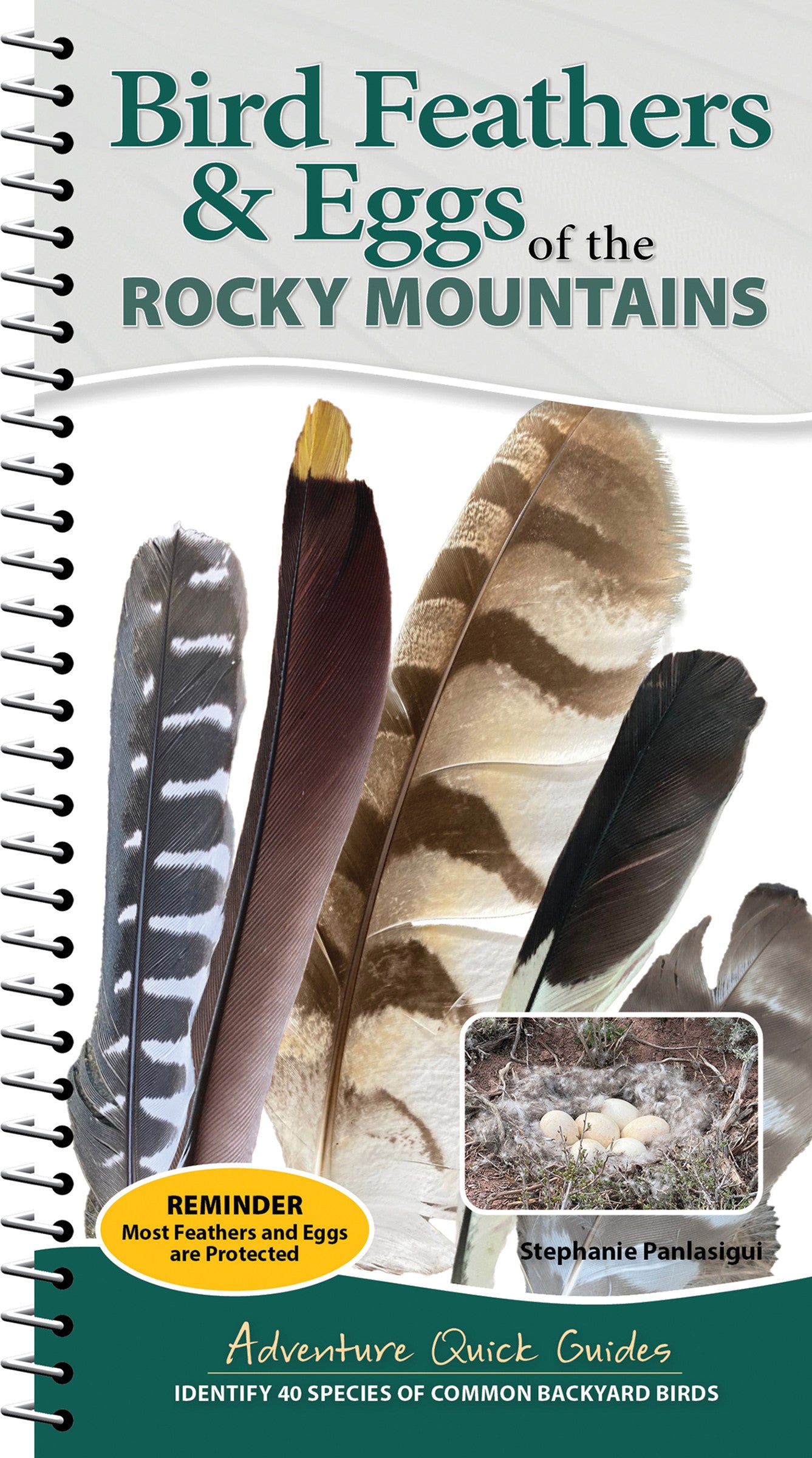 Bird Feathers &amp; Eggs of the Rocky Mountains
