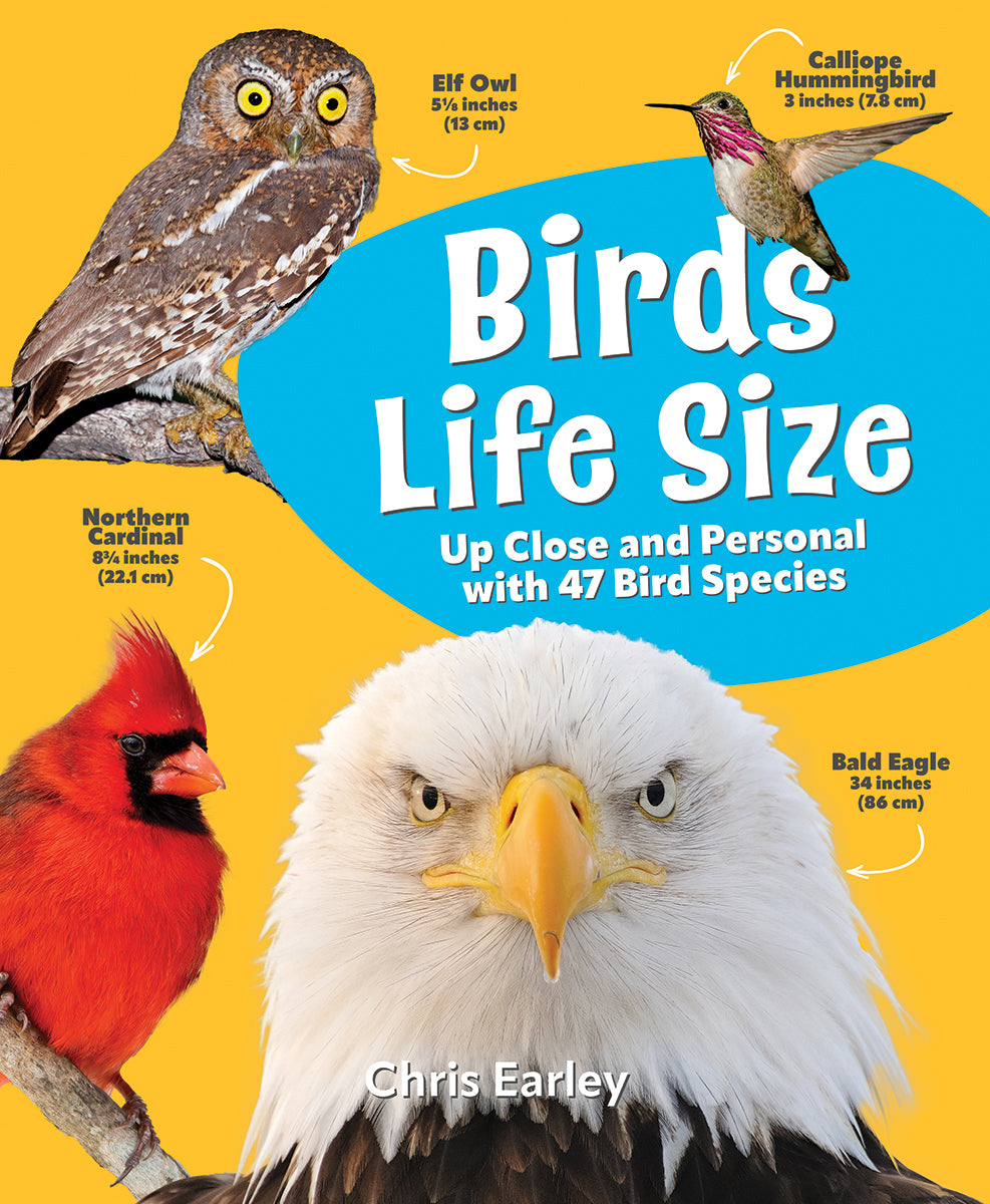 Birds Life Size