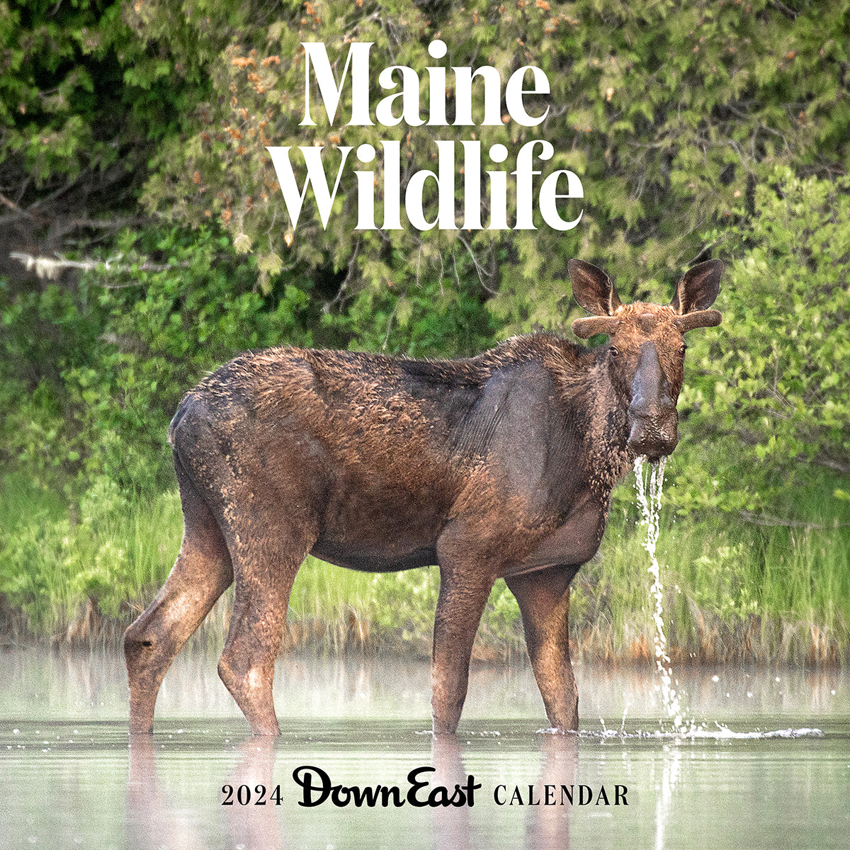 2024 Maine Wildlife Wall Calendar