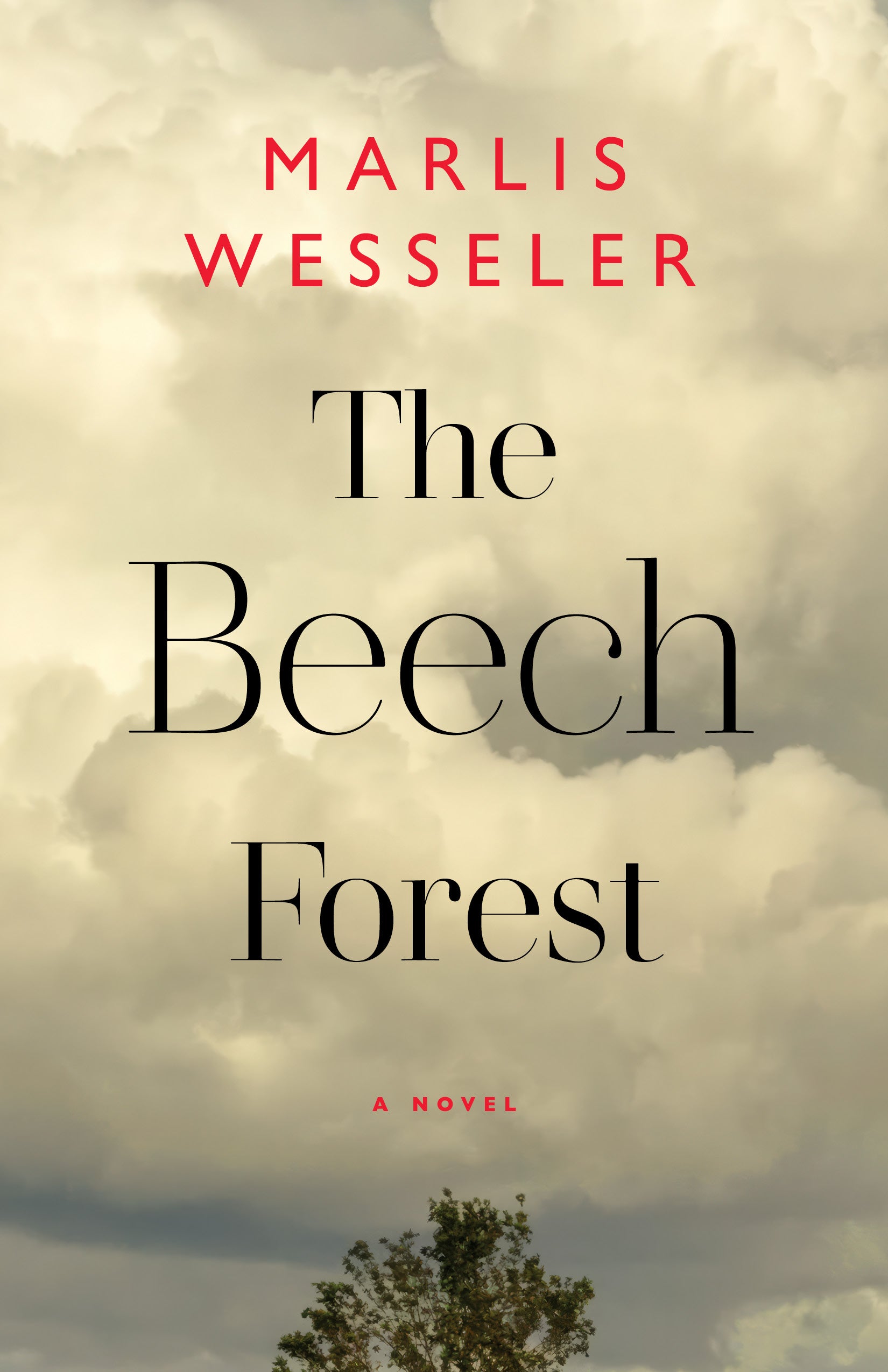 The Beech Forest