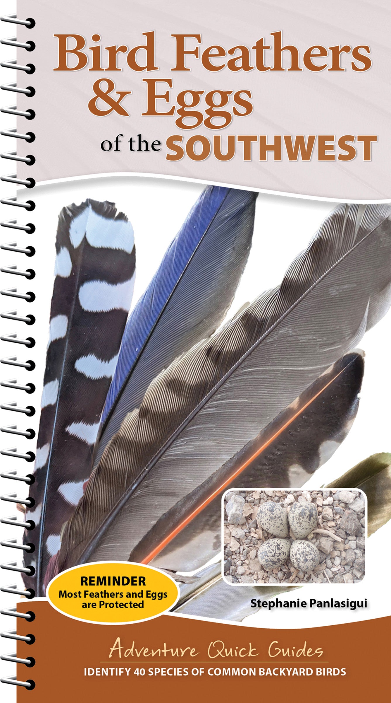 Bird Feathers &amp; Eggs of the Southwest