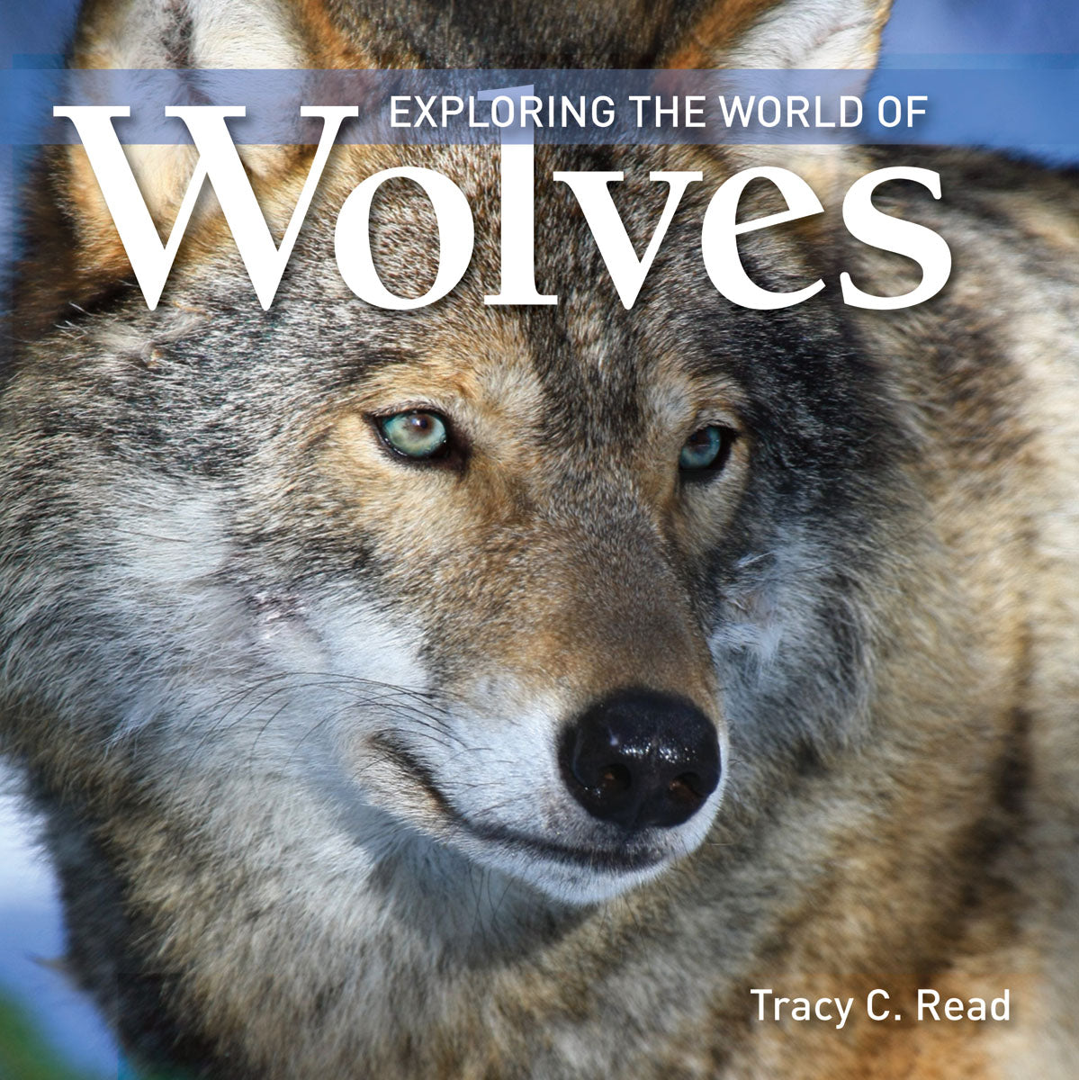 Exploring the World Of Wolves