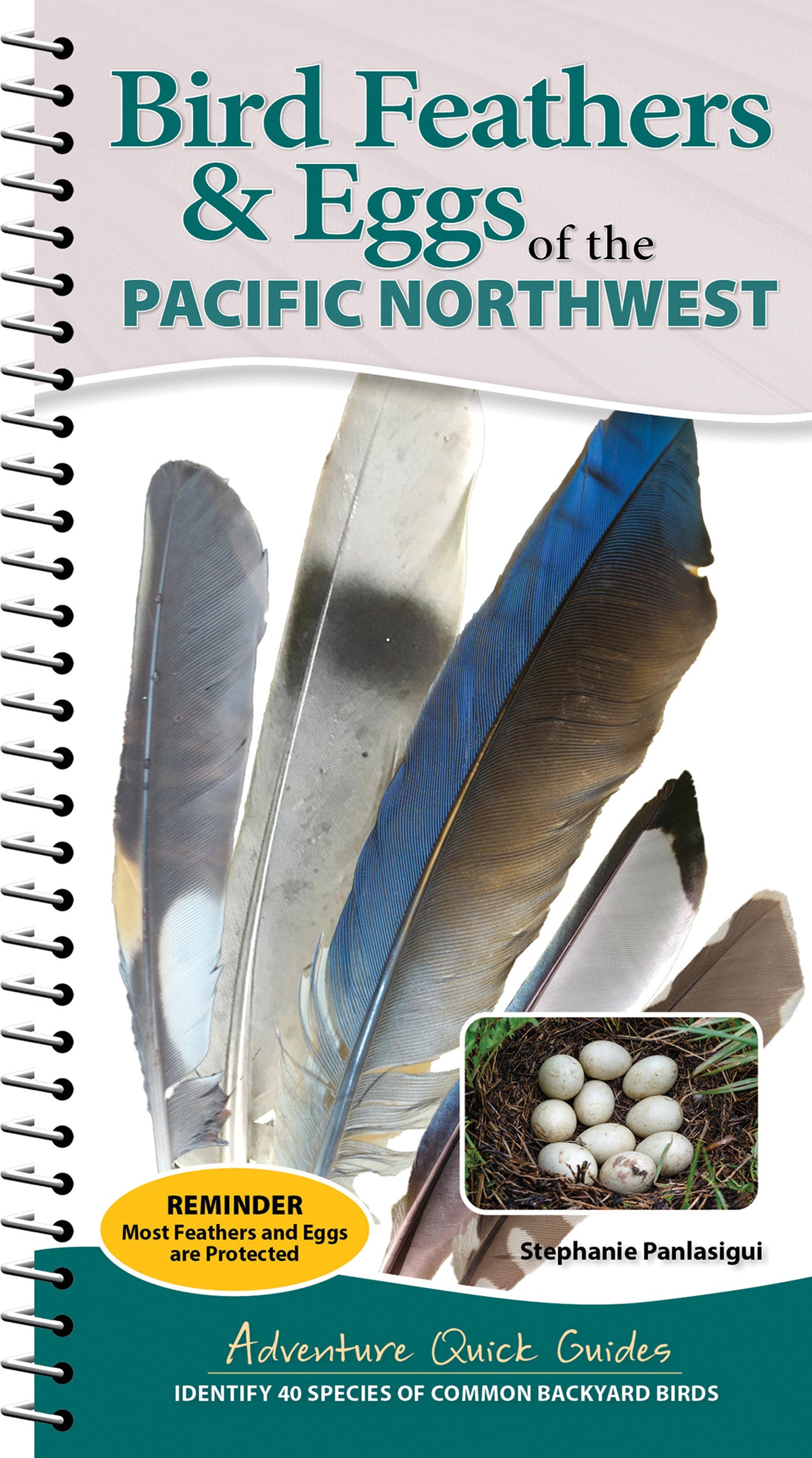 Bird Feathers &amp; Eggs of the Pacific Northwest