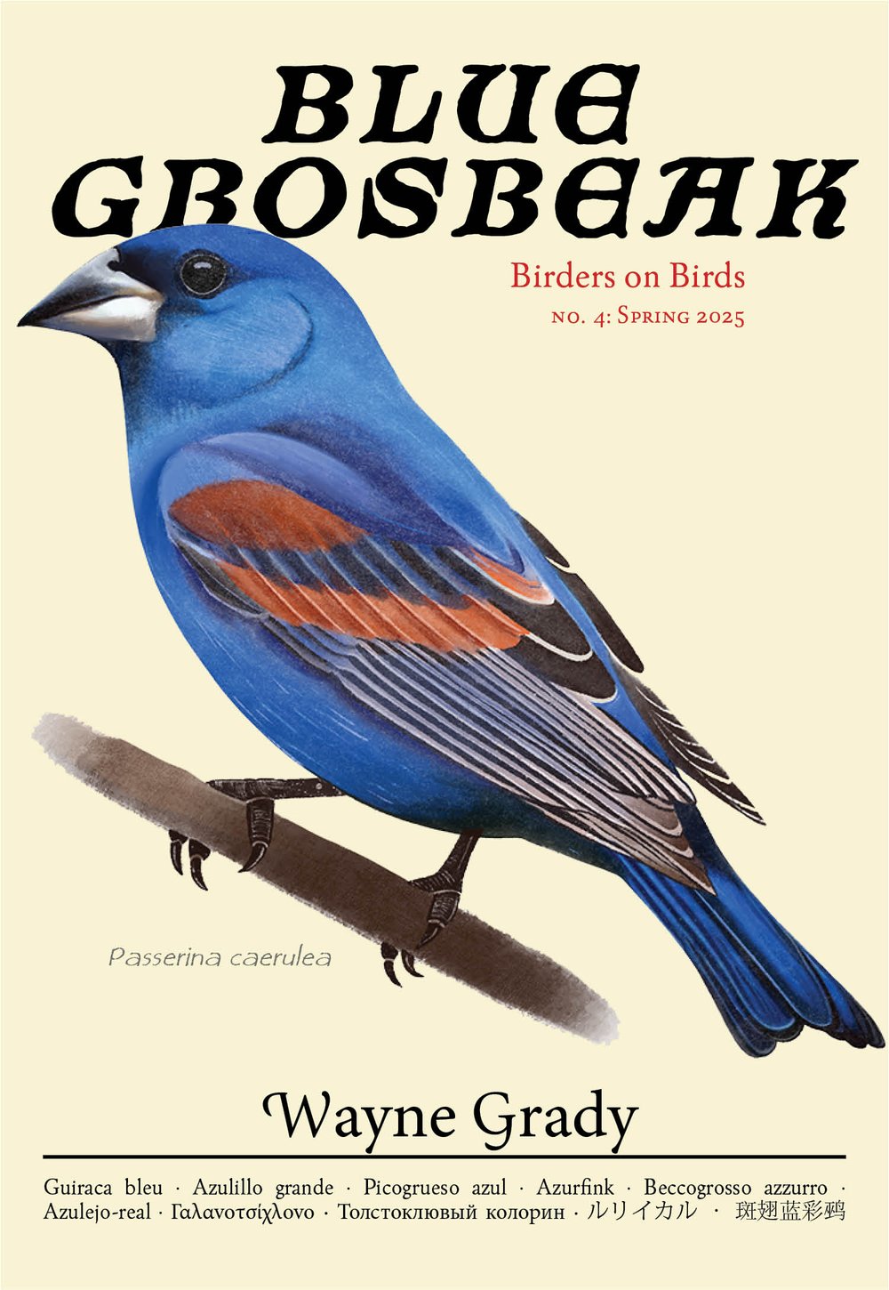 Blue Grosbeak: Birders on Birds