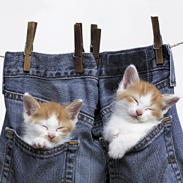 Cat Nap