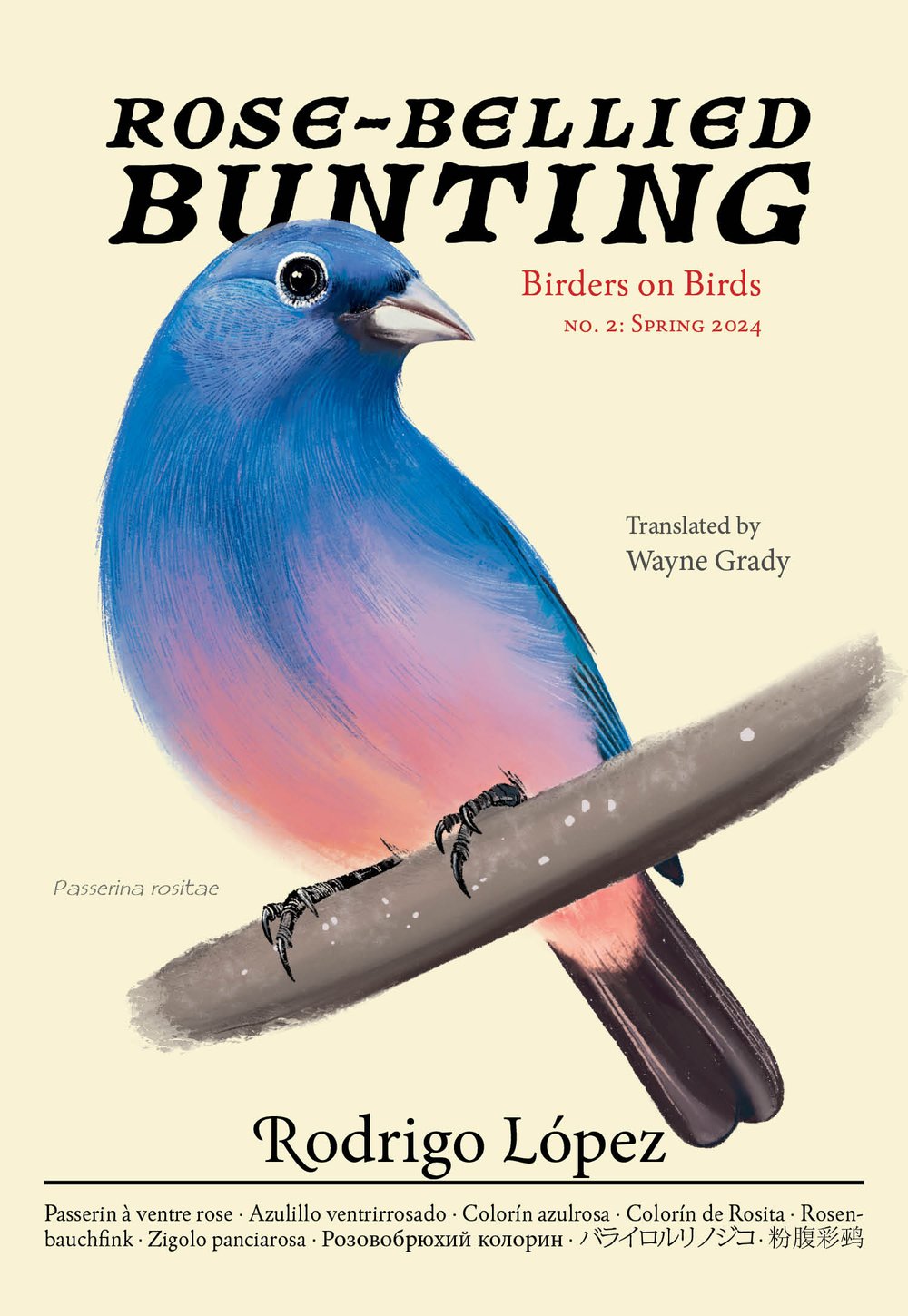 Rose-Bellied Bunting: Birders on Birds