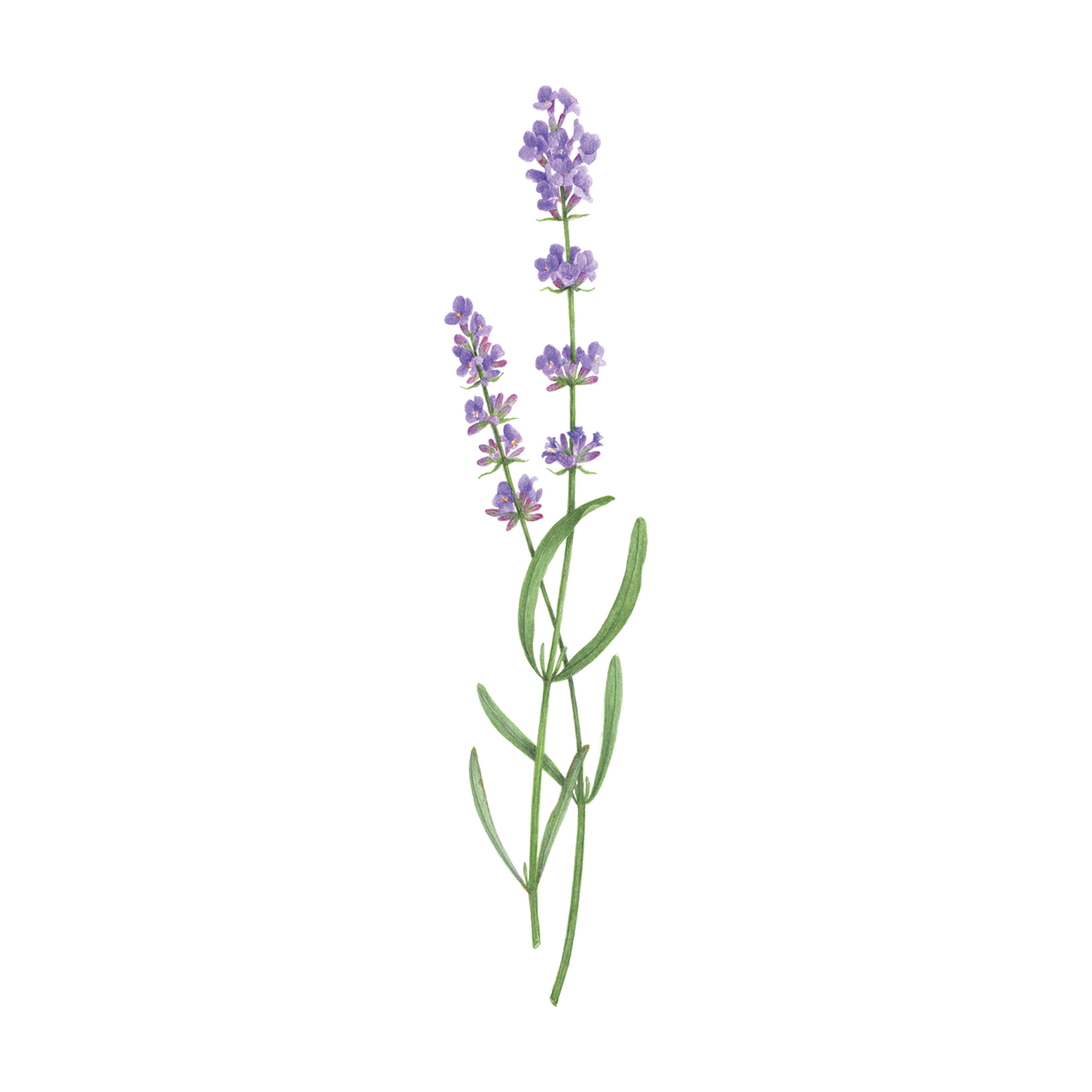 LAVENDER TATTOO PAIR