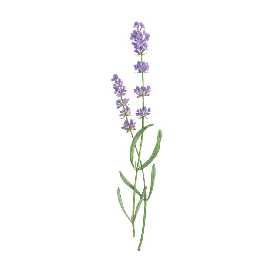 LAVENDER TATTOO PAIR