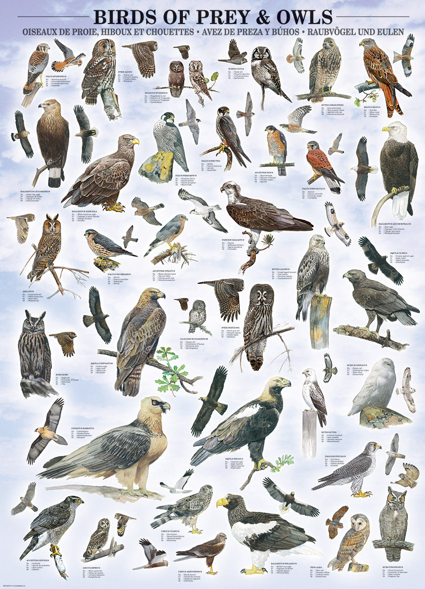 Birds of Prey and Owls
