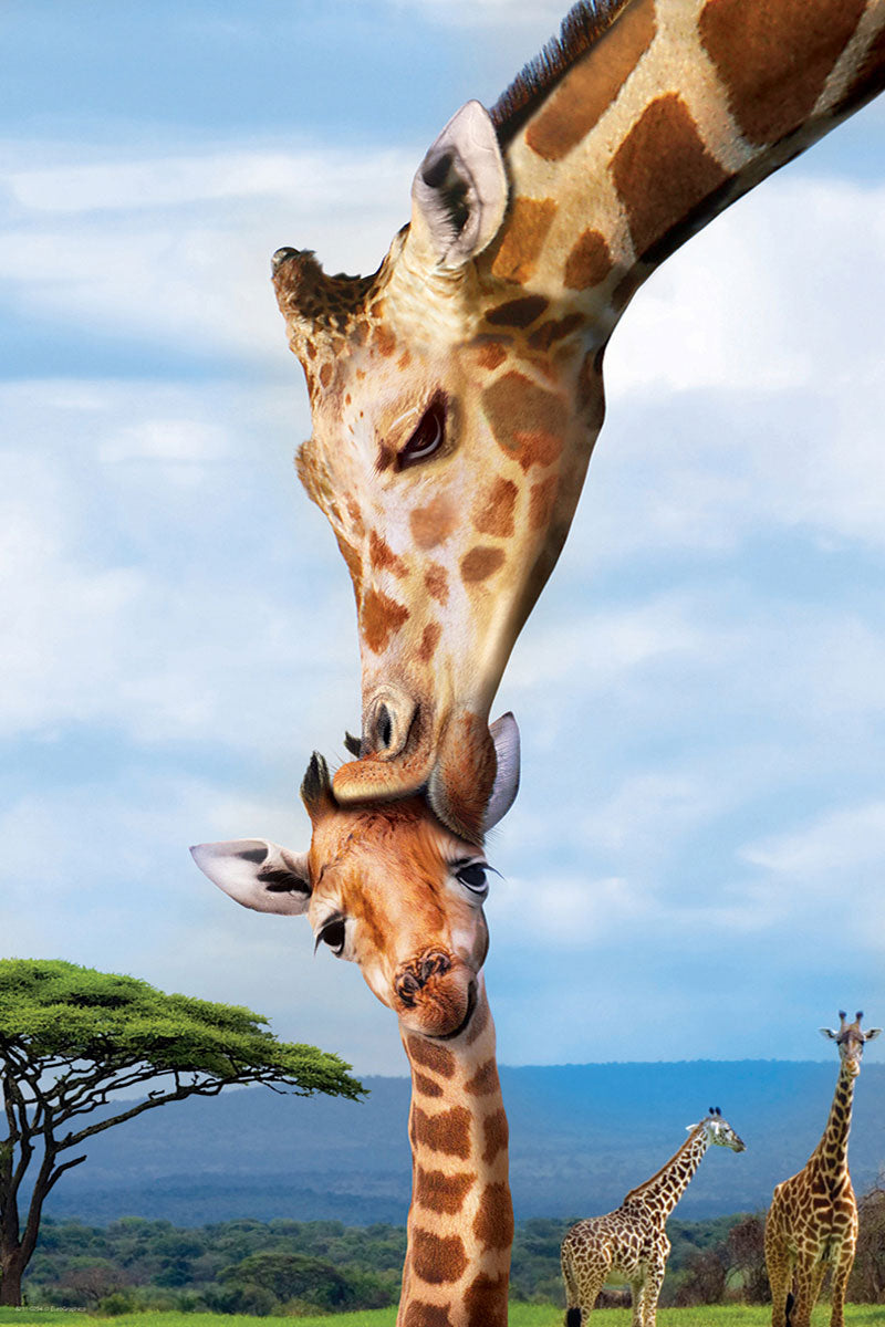 Giraffes