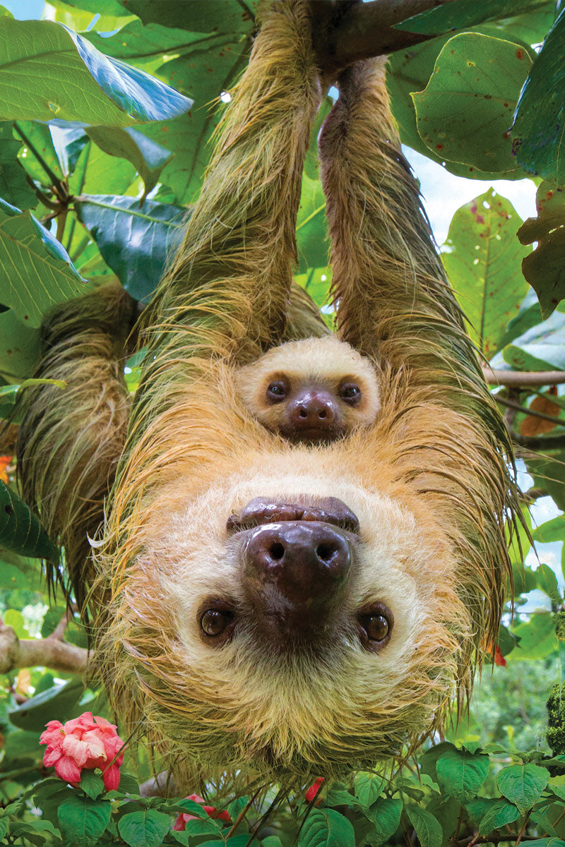 Save Our Planet - Sloths 250 Piece Puzzle