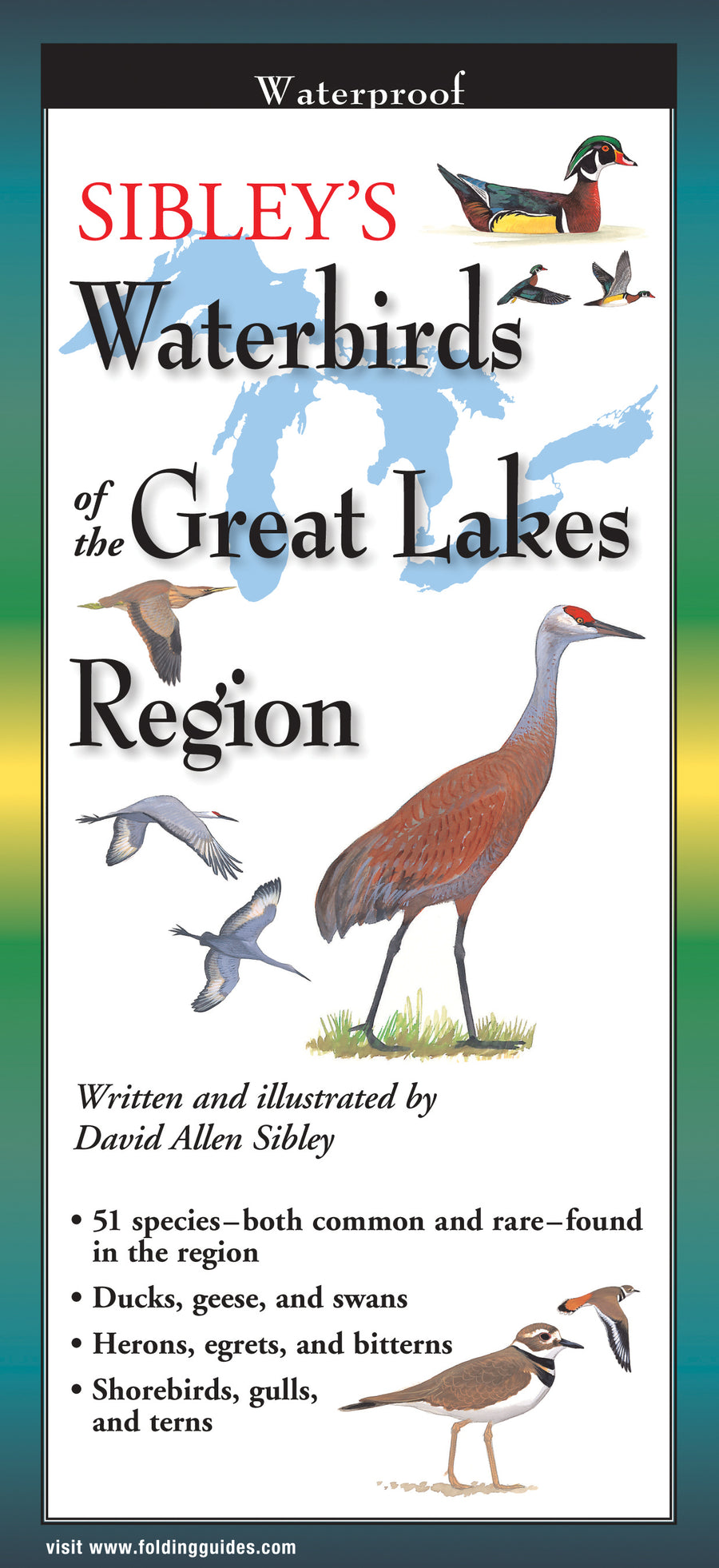 Sibley's Waterbirds of the Great Lakes Region - Folding Guide