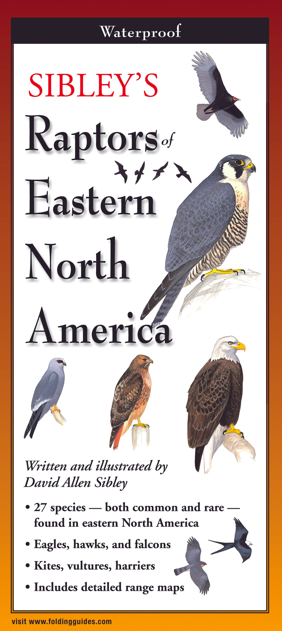 Sibley's Raptors of Eastern North America - Folding Guide