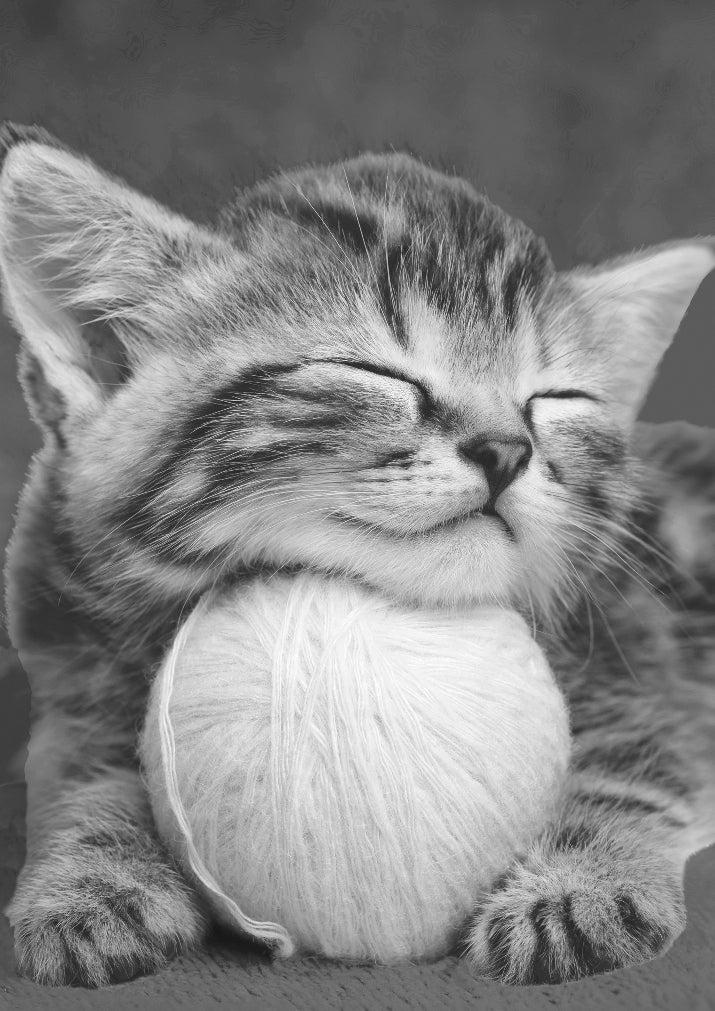 Cat Nap | Ling Design