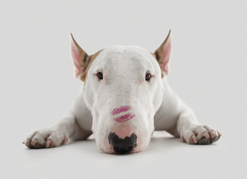 Kiss|Museums Galleries