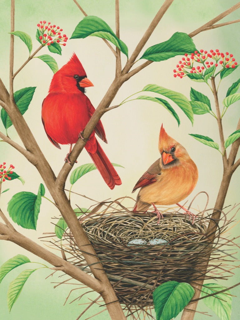 NORTHERN CARDINALS