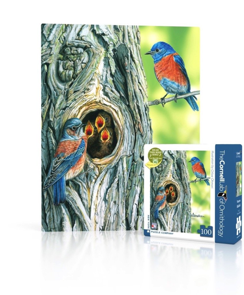 WESTERN BLUEBIRD MINI