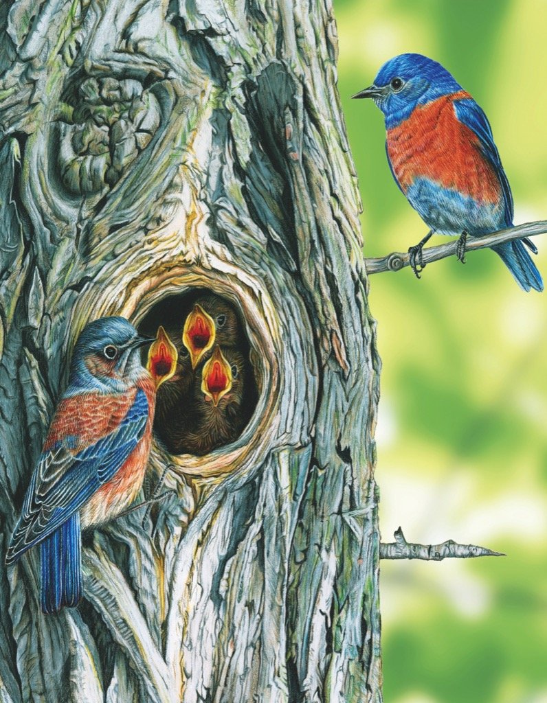 WESTERN BLUEBIRD MINI