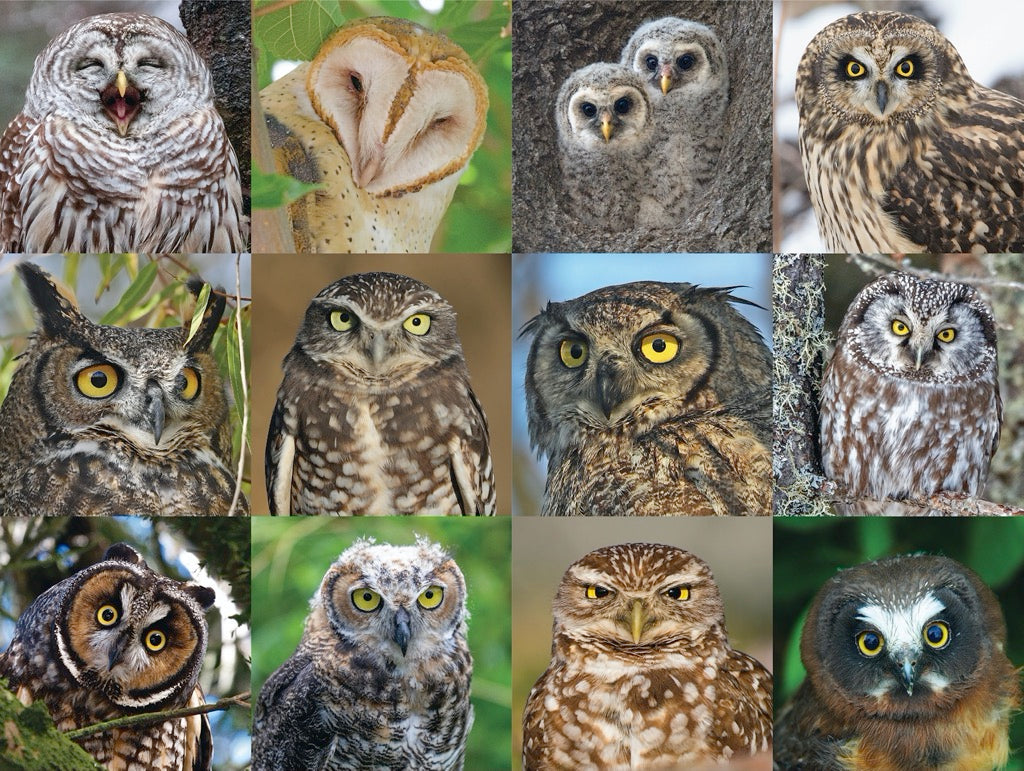 OWLS AND OWLETS