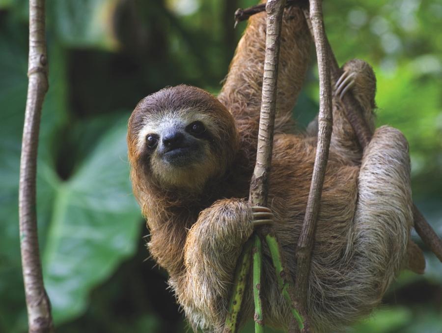 THREE TOED SLOTH