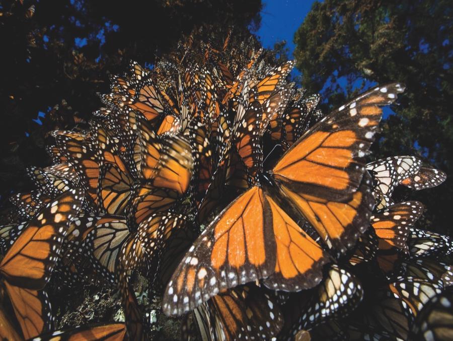 MONARCH BUTTERFLIES