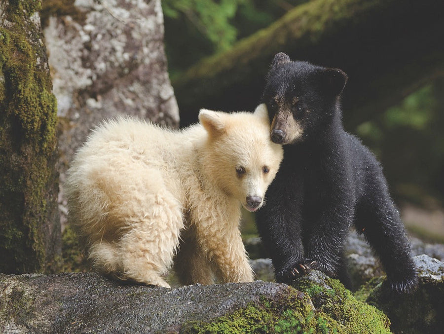 BEAR BUDDIES