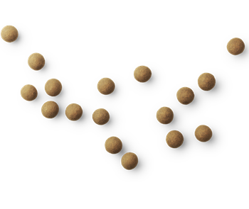 A - THE ORIGINAL Chocolate Coated Liquorice