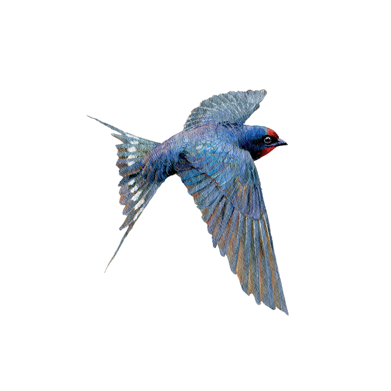 BLUEBIRD TATTOO PAIR