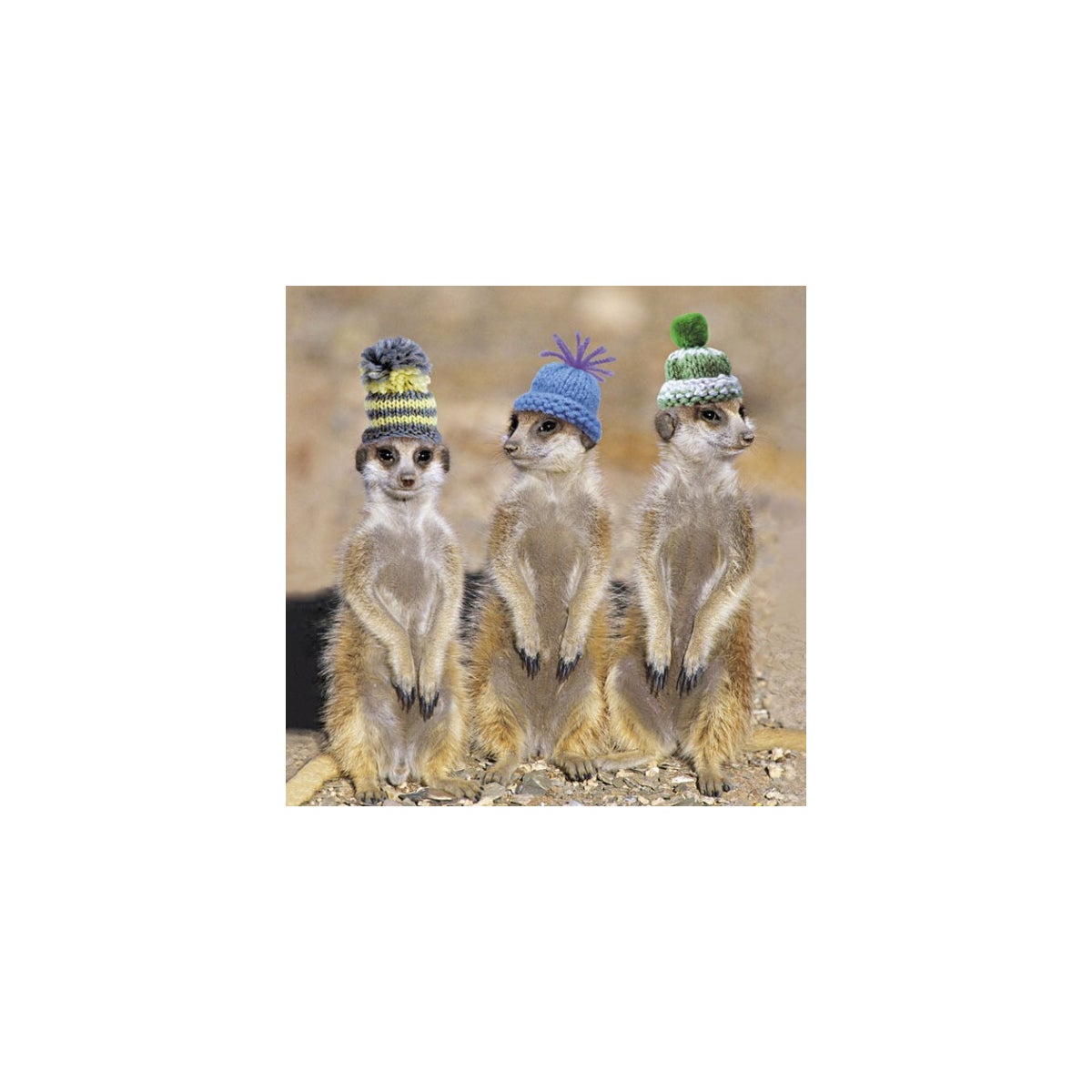 Meerkats In Hats|Icon