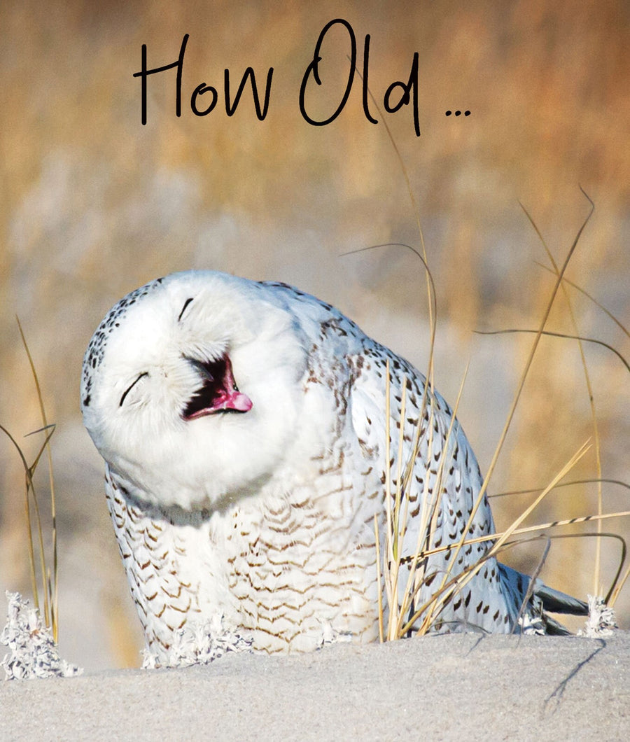 Laughing Owl|Portfolio