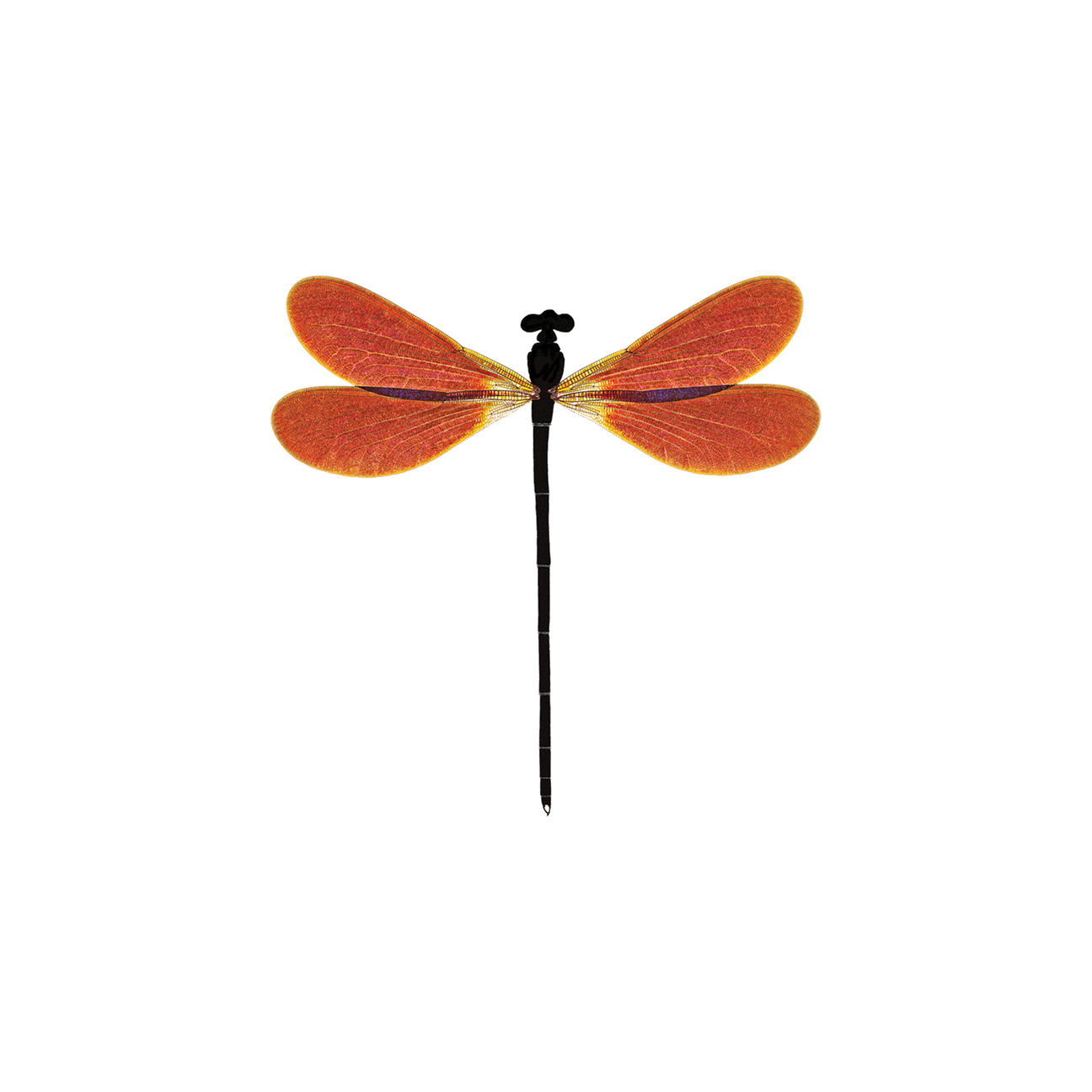 AMBER DAMSEL TATTOO PAIR