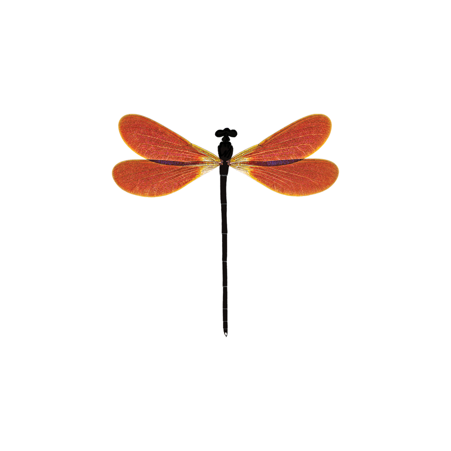 AMBER DAMSEL TATTOO PAIR