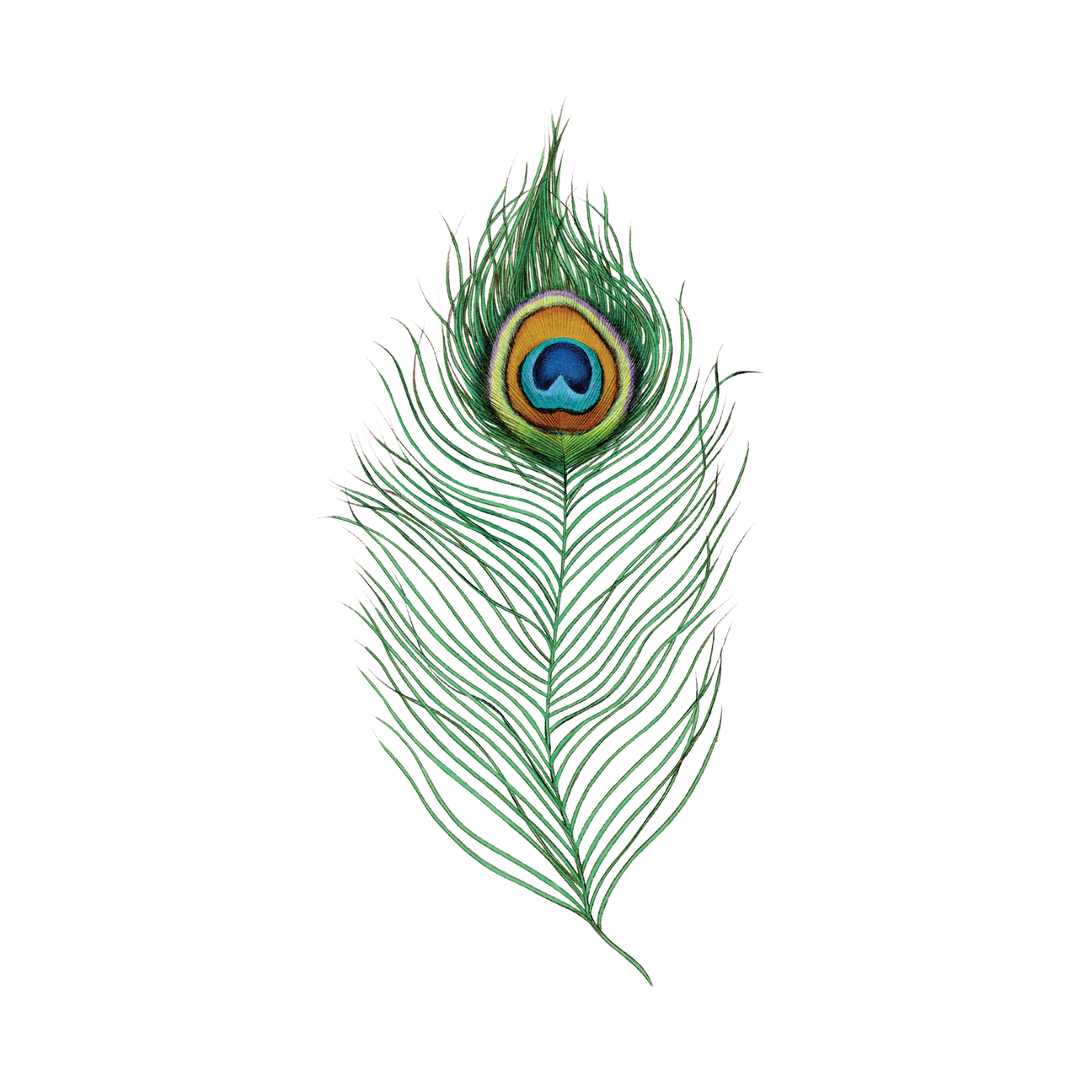 PEACOCK FEATHER TATTOO PAIR