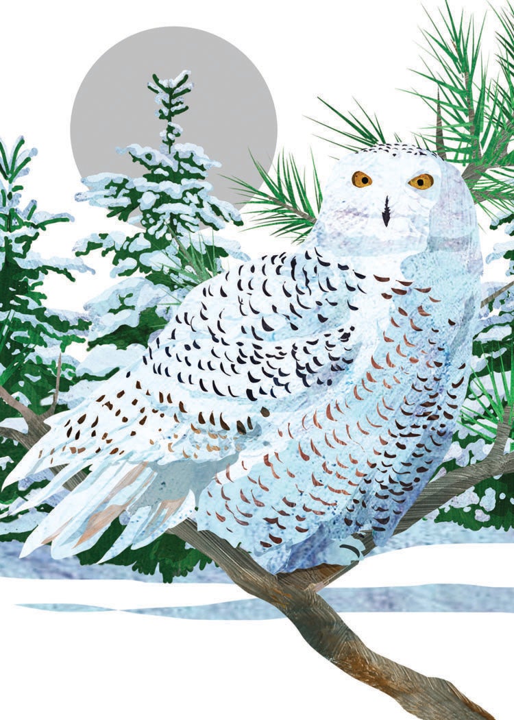 Snowy White Owl l Allport