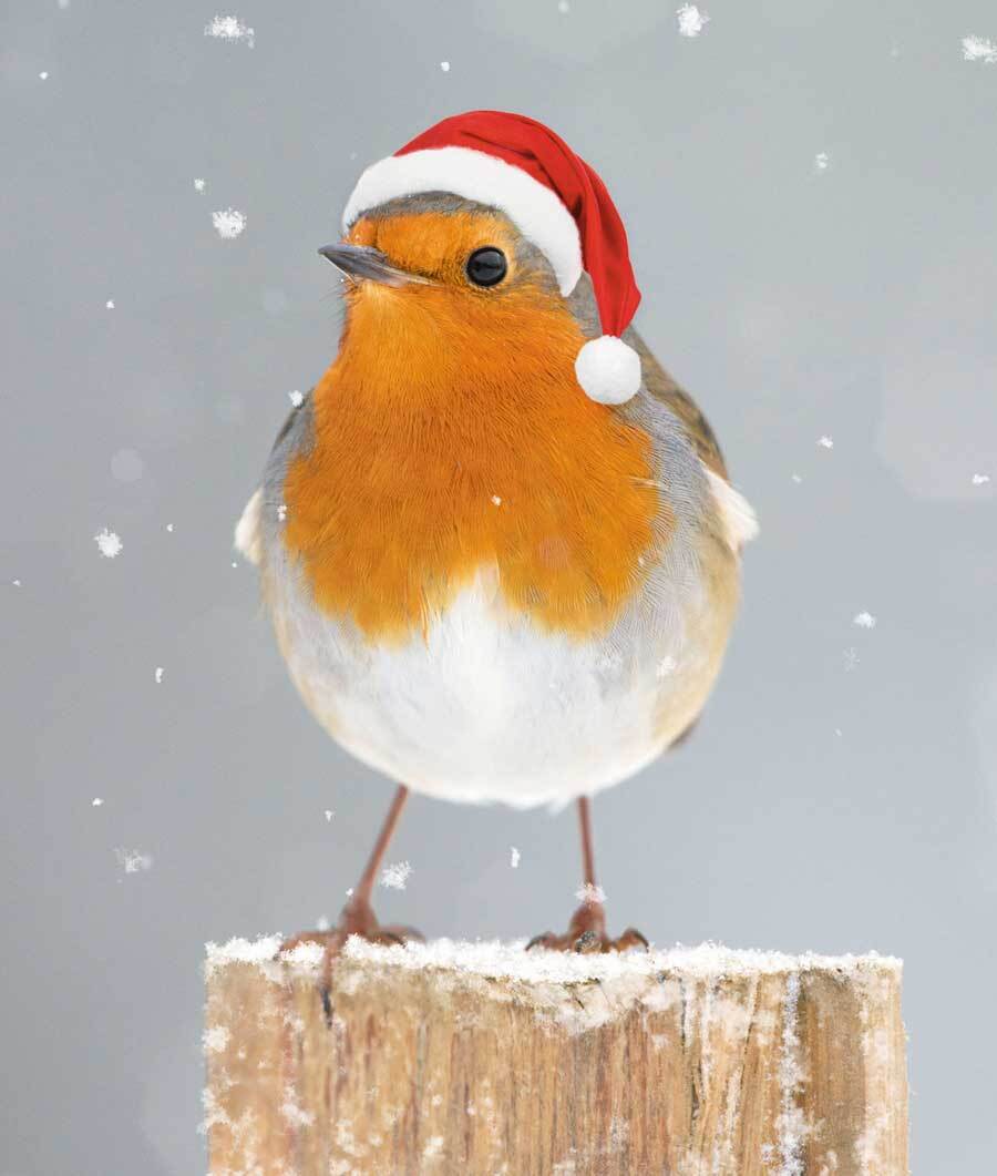 Robin l Portfolio